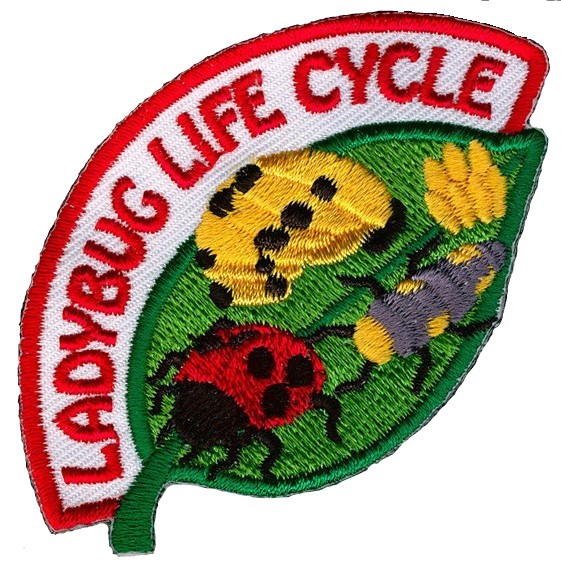 Ladybug Life Cycle